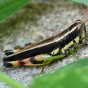 Grasshopper