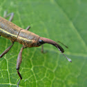 Gorgojo