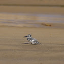 Pied Kingfisher