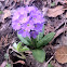 Primula