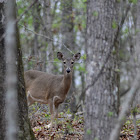 White-tailed Deer