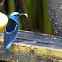 Red-ledged honeycreeper