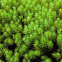 Haircap Moss