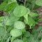 Lunaria annua (Silver dollar)
