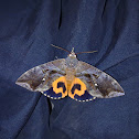 Fruit Piercing Moth
