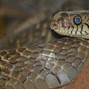 Rat snakes