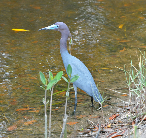 Spotting Image 1