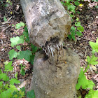 Beaver sign