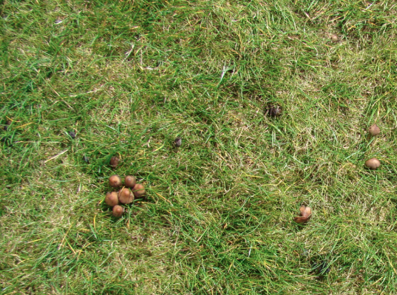 Spotting Image 1