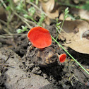 Sarcoscypha coccinea