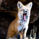 Red Fox