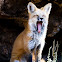 Red Fox