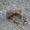 Cane Toad