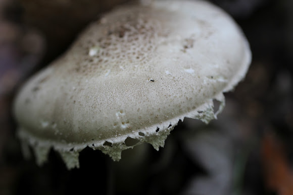 Spotting Image 1