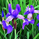 Siberian Iris