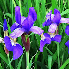 Siberian Iris