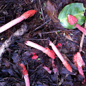 Stinkhorns