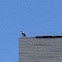 Northern Mockingbird