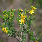 Atlantic St. John’s Wort