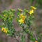 Atlantic St. John’s Wort