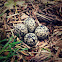 Killdeer Nest