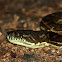 Carpet Snake