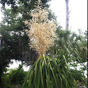 Ponytail palm
