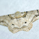 Moth