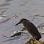 Striated heron