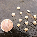 Asterina sea stars