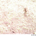 Eastern Gray Squirrel