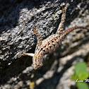 Western fence lizard