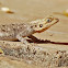 Mali agama/Bouet's agama