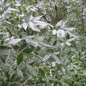 Fresno de hoja estrecha - Narrow leafed ash