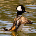 Hooded Merganser