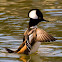 Hooded Merganser