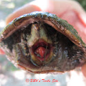 Common Musk Turtle/Stinkpot
