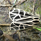 Virgin Tiger Moth