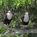 African Fish Eagle