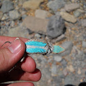 Ornate Tree Lizard