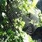 Garden Spider