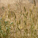 grass
