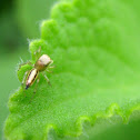 Golden Jumper