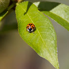 Multicolored Asian Lady Beetle
