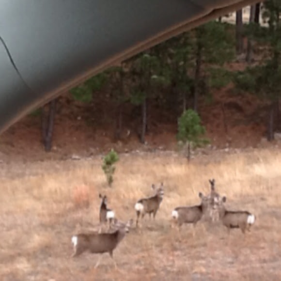 Spotting Image 1