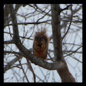Eastern Fox Squirrel