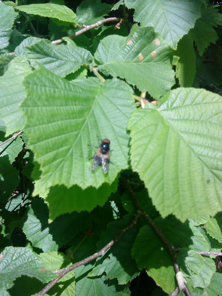 Spotting Image 1