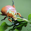 Christmas Beetle