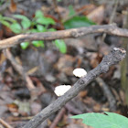 Bracket fungi