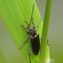 Aquatic Leaf Beetle